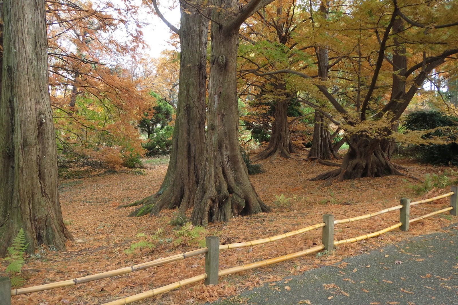 redwoods in the National Arboretum, Washington DC